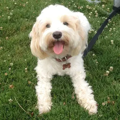 Terripoo - ThePetWorld