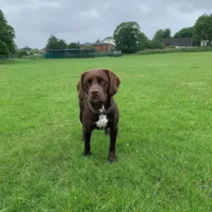 Springador - ThePetWorld