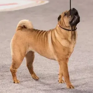 Chinese Shar-Pei - ThePetWorld