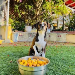 Boglen Terrier - ThePetWorld
