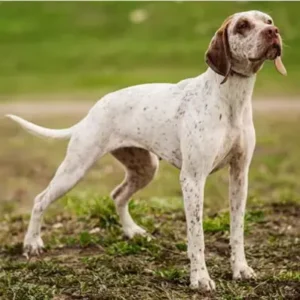Braque du Bourbonnais - ThePetWorld