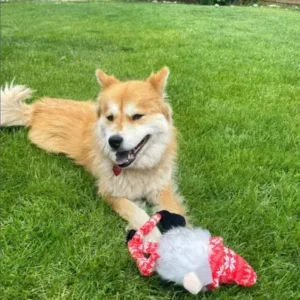 Chusky - ThePetWorld