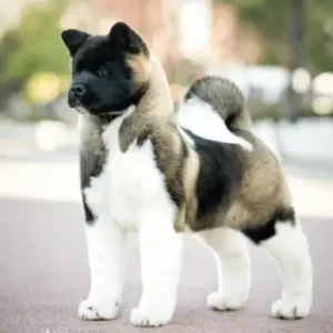 Akita Chow-ThePetWorld