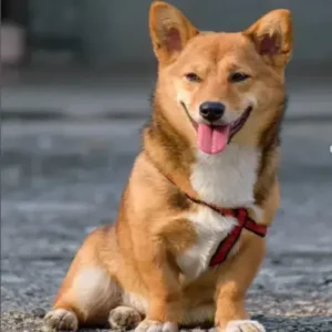 Corgi Inu - ThePetWorld