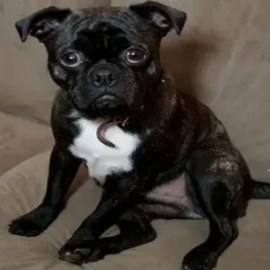 Bugg Dog - ThePetWorld