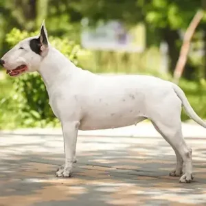 Bull Terrier - ThePetWorld