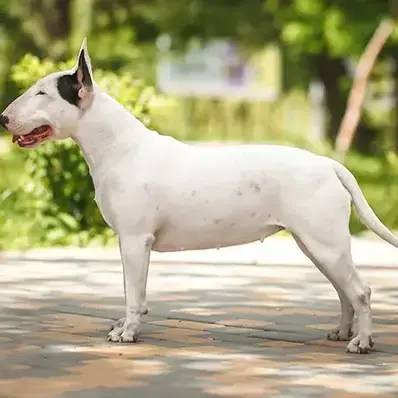 Bull Terrier - ThePetWorld