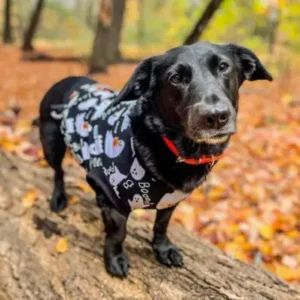 Corgidor - ThePetWorld.org