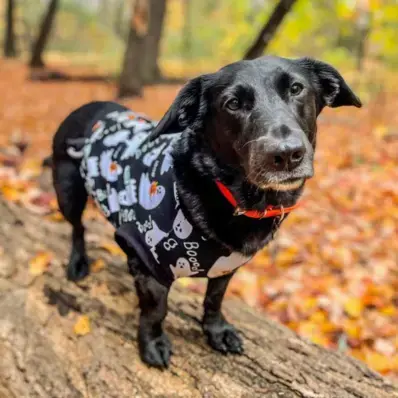 Corgidor - ThePetWorld.org