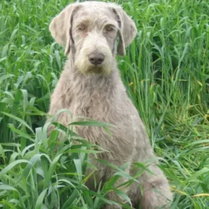 Slovakian Wirehaired Pointer -ThePetWorld