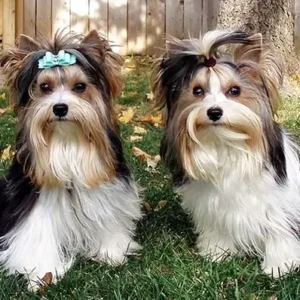 Biewer Terrier - ThePetWorld