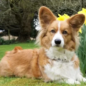 Cardigan Welsh Corgi - ThePetWorld