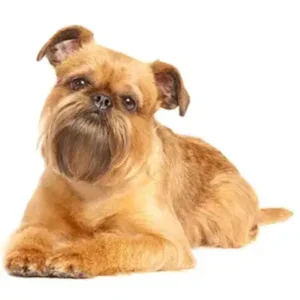 Brussels Griffon - ThePetWorld