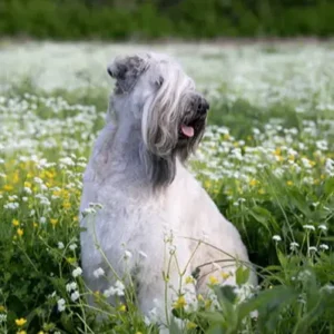 Soft-Coated-Wheaten-Terrier-ThePetWorld.