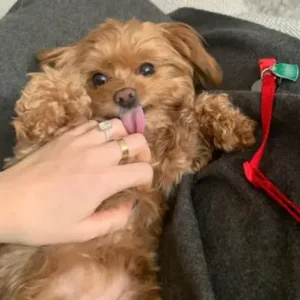 Yorkipoo - ThePetWorld