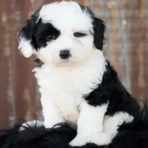 Sheepadoodle - ThePetWorld