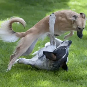 Silken Windhound - ThePetWorld
