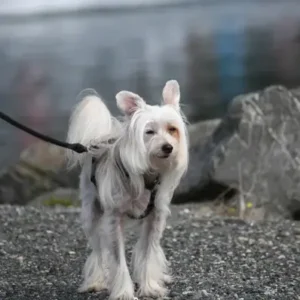 Chinese Crested - ThePetWorld