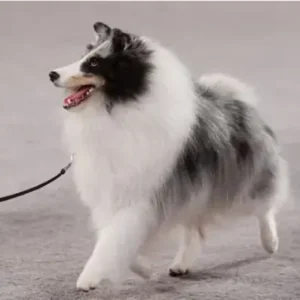 Shetland Sheepdog - ThePetWorld