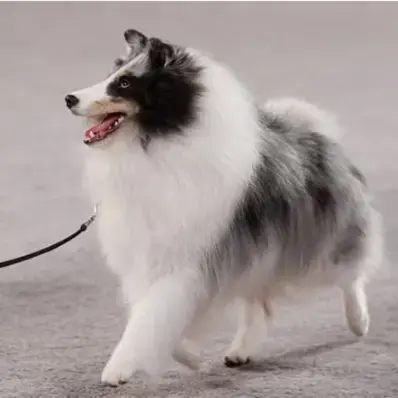 Shetland Sheepdog - ThePetWorld