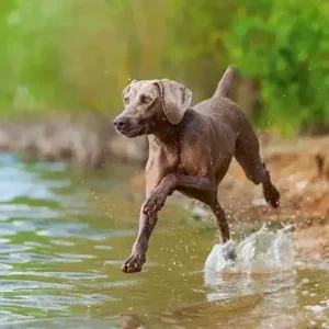 Weimaraner - ThePetWorld