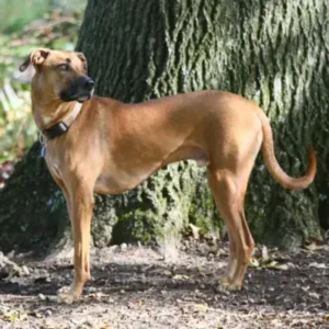 Black Mouth Cur - ThePetWorld