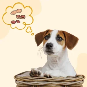 Can Dogs Eat Peanuts- ThePetWorld