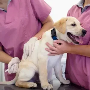 Rabies in Dogs - ThePetWorld