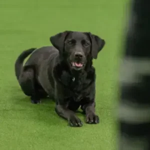 How to Train a Dog to Stay - ThePetWorld
