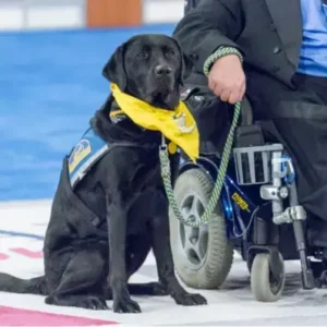 How to Train a Service Dog - ThePetWorld