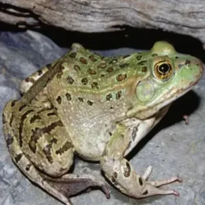 American Bullfrog-ThePetWorld