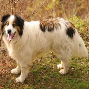 Tornjak - ThePetWorld